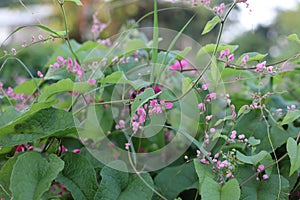 Pink Bush is a flowering plant of the family Polygonaceae, a pink clematis plant native to Mexico. Classified as a fast growing