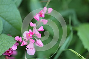 Pink Bush is a flowering plant of the family Polygonaceae, a pink clematis plant native to Mexico. Classified as a fast growing