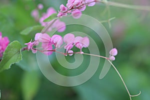 Pink Bush is a flowering plant of the family Polygonaceae, a pink clematis plant native to Mexico. Classified as a fast growing