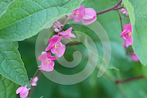 Pink Bush is a flowering plant of the family Polygonaceae, a pink clematis plant native to Mexico. Classified as a fast growing