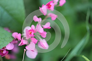 Pink Bush is a flowering plant of the family Polygonaceae, a pink clematis plant native to Mexico. Classified as a fast growing