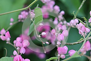 Pink Bush is a flowering plant of the family Polygonaceae, a pink clematis plant native to Mexico. Classified as a fast growing