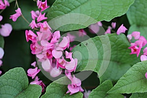 Pink Bush is a flowering plant of the family Polygonaceae, a pink clematis plant native to Mexico. Classified as a fast growing