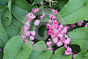 Pink Bush is a flowering plant of the family Polygonaceae, a pink clematis plant native to Mexico. Classified as a fast growing