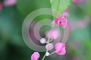 Pink Bush is a flowering plant of the family Polygonaceae, a pink clematis plant native to Mexico. Classified as a fast growing