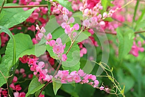 Pink Bush is a flowering plant of the family Polygonaceae,