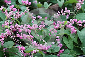 Pink Bush is a flowering plant of the family Polygonaceae, a pink clematis plant native to Mexico.