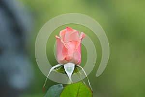 Pink bush rose bud at the garden