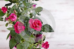 Pink bushed roses in pot
