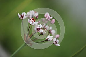 Pink butomus flower close up