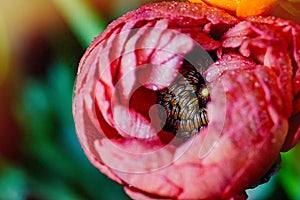 Pink buttercup flower