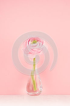 Pink buttercup flower in modern transparent vase on soft light pastel background and white wood table, copy space, vertical.