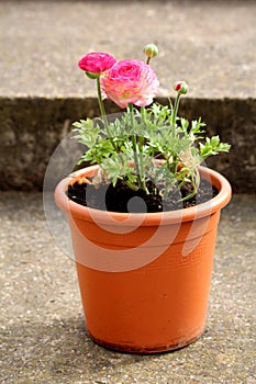 Pink Buttercup or Ranunculus Pink flowering plants with layered pink flowers and rounded buds in orange plastic flower pot