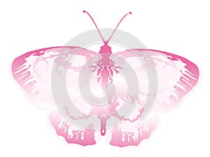 Pink butterfly