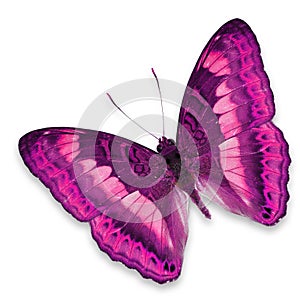 Pink butterfly