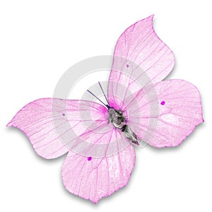 Pink butterfly