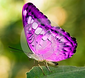 Pink butterfly