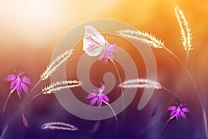 Pink butterfly against a background of wild flowers in purple and yellow tones. Artistic image. Soft focus photo