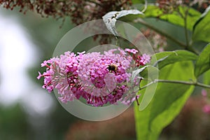 Pink butterfly bush flower panicle in close up