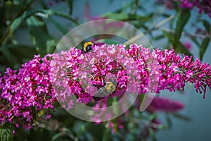 Pink butterfly bush with two bees.