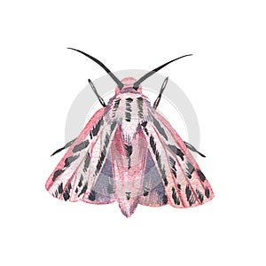 Pink butterfly with detailed wings isolated on white background. Watercolor hand drawn realistic llustration for design