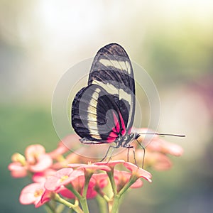 Pink Butterfly in Dreamy Flower Garden