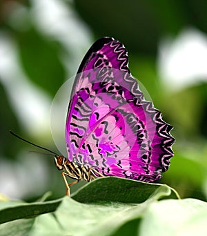 Pink butterfly on leaf