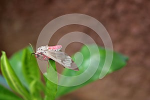 The Pink Butterfly on a leaf.