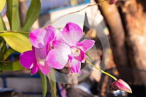 Pink butterfly orchid Vanda flower phalaenopsis or falah blur green leaves background.