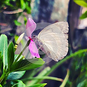 Pink butterfly on pink flower Photography By Apoorve Verma photo