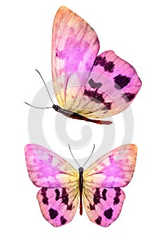 pink butterfly with yellow spots in the fas and profile isolated on a white background photo