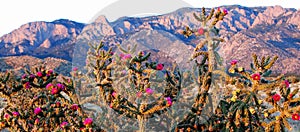 Pink Cactus Blooms at Purple Pink Blue Sandia Mountains