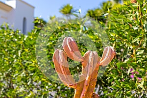 Pink cactus on a blurry background. Cactus close-up on a background of green bushes