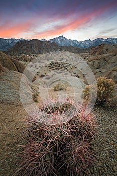 Pink Cactus, Boulders, and Lone Pine Peak During Beautiful Sunset in Alabama Hills, Lone Pine, California