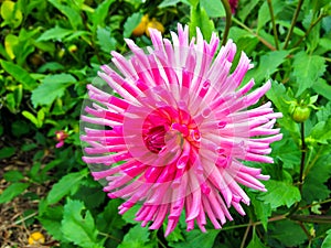 Pink cactus dahlia - Asteraceae