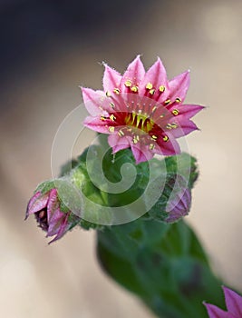 Pink cactus flower