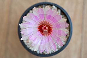 Pink cactus flower,