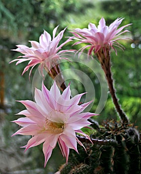 Pink cactus flower