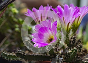Pink cactus flower in a defuse background