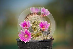 Pink cactus flower,Mammillaria