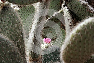 Pink cactus flower between the thorns