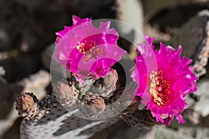 Pink cactus flowers.