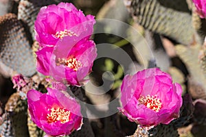 Pink cactus flowers.