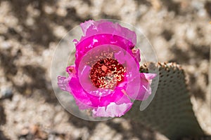 Pink cactus flowers.