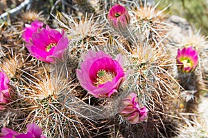 Pink cactus flowers.