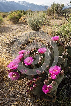 Pink cactus flowers bloom in desert landscape Sierra Nevada mountains California