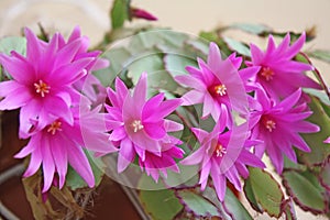 Pink Cactus Flowers