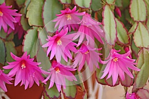 Pink Cactus Flowers