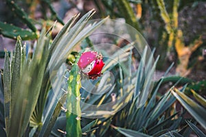 Pink Cactus fruit photo