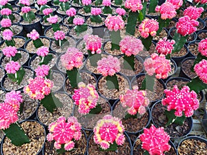 Pink Cactus in the Garden Flower